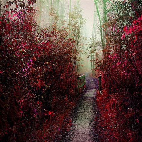 Autumn Mist Trail Lugares Para Visitar Lugares