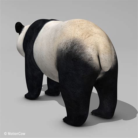 Panda Bear Motioncow