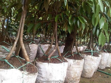Daftar Cara Menanam Pohon Durian Dalam Pot Agar Cepat Berbuah 2022