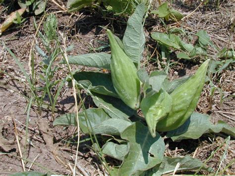 Optimizing Milkweed Species Selection To Promote Monarch