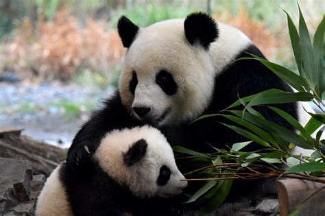 Zoológico De Berlim Apresenta Filhotes De Panda Gêmeos Pela Primeira