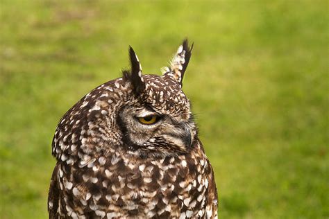 African Spotted Owl Photograph By Paul Scoullar Fine Art America