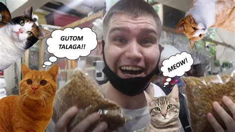 Im Feeding Hungry Stray Cats On The Street Inspiring Vlog 😇🙏 Youtube