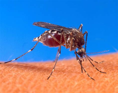 First West Nile Positive Mosquitoes Of The Season Found