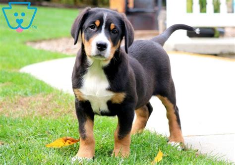The greater swiss mountain dog will be a. Rover | Greater Swiss Mountain Dog Puppy For Sale ...