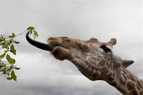 15 Interesting Giraffe Facts