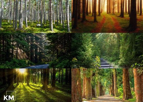 Top 20 Most Forested States In America 2022 Kenyan Magazine