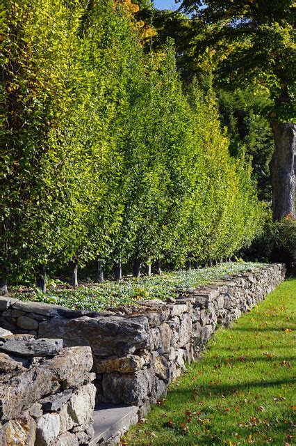 Stone Wall And Hedge Traditional Garden New York By R Design
