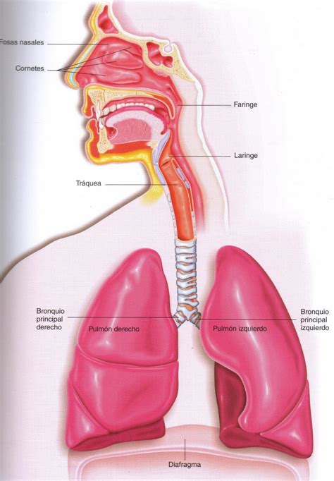 Sistema Respiratorio Colocar Sus Partes