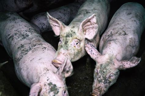 Nouvelle Vidéo Choc De L214 Dans Un élevage De Cochons Entre Toulouse