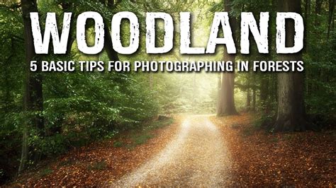 5 Basic Tips For Woodland Photography Photography Blog Tips Iso