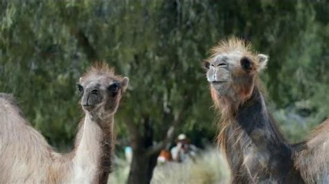 Geico Tv Spot Camels Its What You Do Ispottv