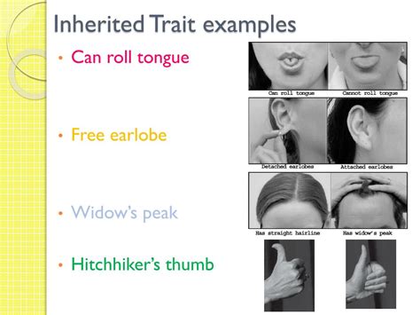 Ppt Heredity Inheritance And Variation Of Traits Powerpoint