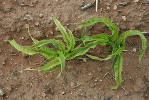 Iron Fe Deficiency In Texas Crops Made Worse By Wet Weather Texas