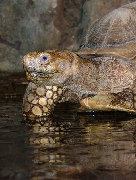 Top 198 Tortoise The Animal