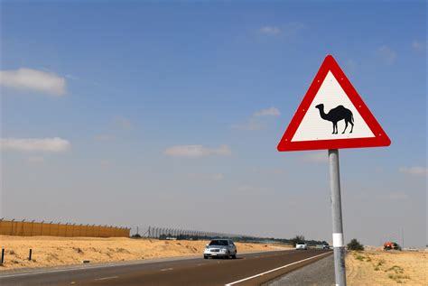 And every camel is different. Dubai's Camelicious sees potential European, US market for ...