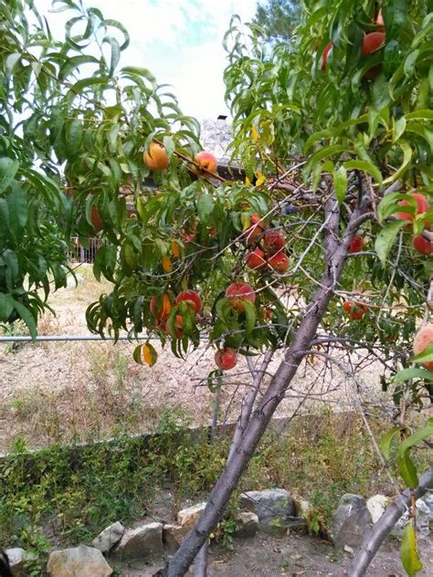 All Fruit Trees Are Great Outdoor Gardens All Fruits Fruit Trees