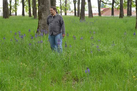 Feb 23, 2021 · while beautyberry's medium green foliage is unspectacular and its pink or light purple flowers are fairly insignificant, this plant is known for one remarkable feature: ORWW Native Plants: Camas Color Variations, Western Oregon ...