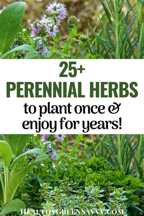 Perennial Herbs To Grow In Your Garden Healthygreensavvy