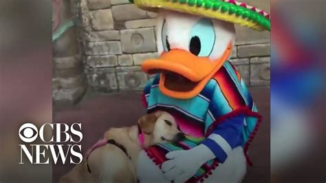 Service Dog Falls In Love With Donald Duck At Disney World Youtube