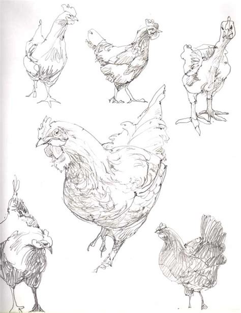 Sketches Of Hens In Pencil By Artist Eddie Flotte