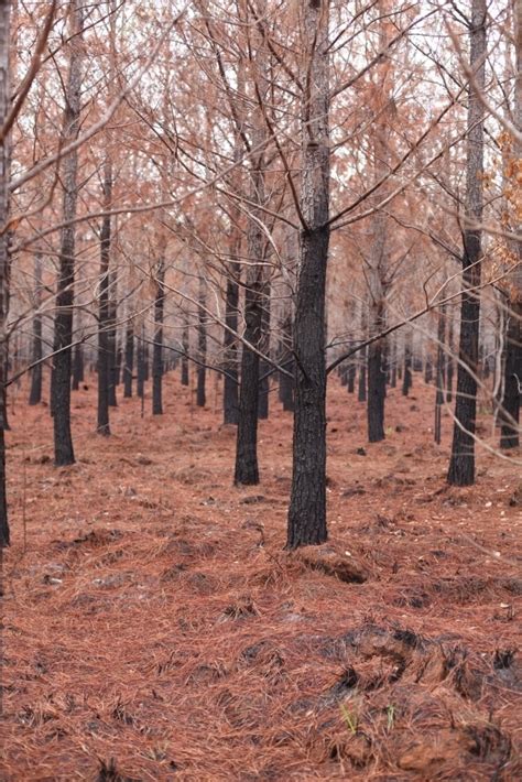 Image Of Burnt Forest Burnt Pine Trees Austockphoto
