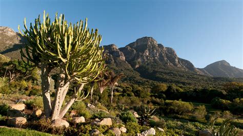 Kirstenbosch National Botanical Garden Cape Town South Africa Park
