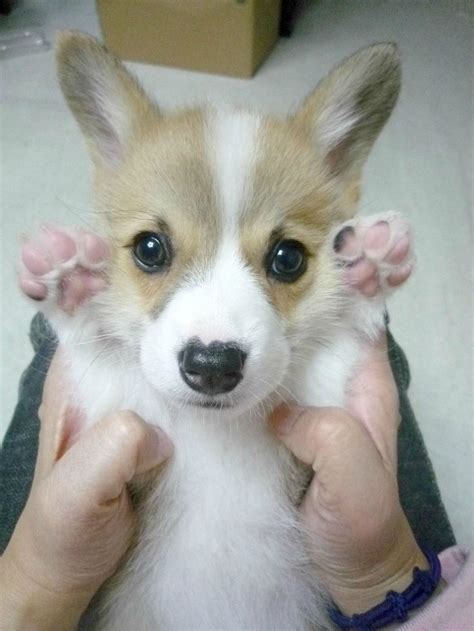 367 Best Corgi Puppies Images On Pinterest