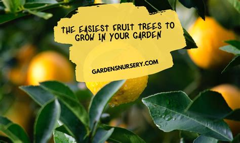 The Easiest Fruit Trees To Grow In Your Garden Gardens Nursery