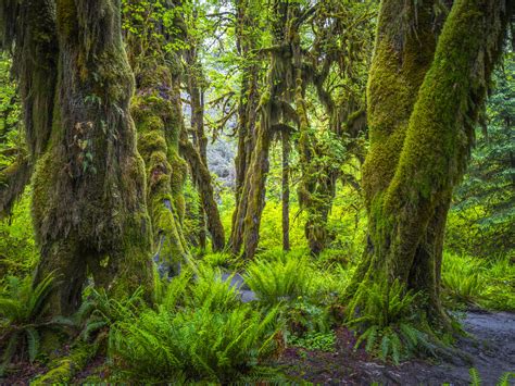 Hoh Rainforest Olympic National Park Washington State Olympic Peninsula