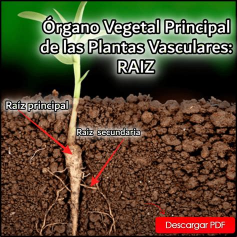 Órgano Vegetal Principal de las Plantas Vasculares RAIZ InfoAgronomo