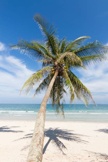 Premium Photo Beautiful Natural Scenery With Beach Coconut Palms And