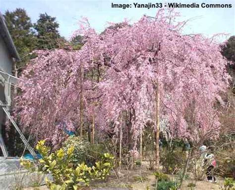 White flowers in spring lead to an abundant crop of sweet berries in summer. Small or Dwarf Weeping Trees for Landscaping (With Pictures)