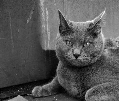 We hope you find this approach fun and informational and of course we would love to hear your feedback! Chartreux Cat Pictures and Information - Cat-Breeds.com