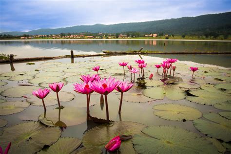 Pink Lotus Bloom On The Lake Stock Photo Image Of Thailand Float