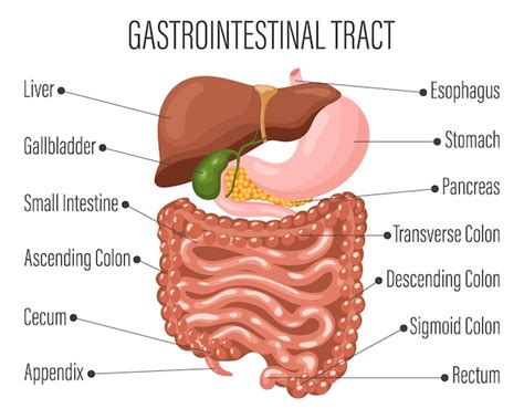 Premium Vector Gastrointestinal Tract Human Digestive System Anatomy