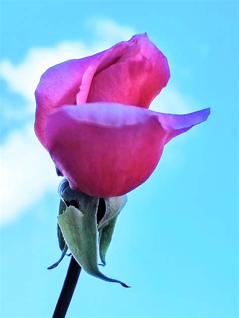 A Pink Rosebud In Autumn Meara Blount Photography Flickr