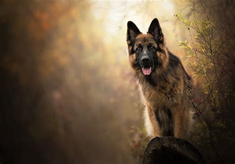 Hd Wallpaper German Shepherd Dogs Animal One Animal Pets Canine