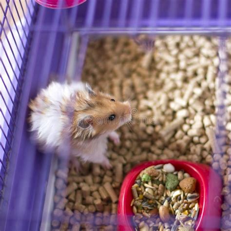 Fluffy Hamster In A Cage Funny Syrian Angora Pet Stock Image Image