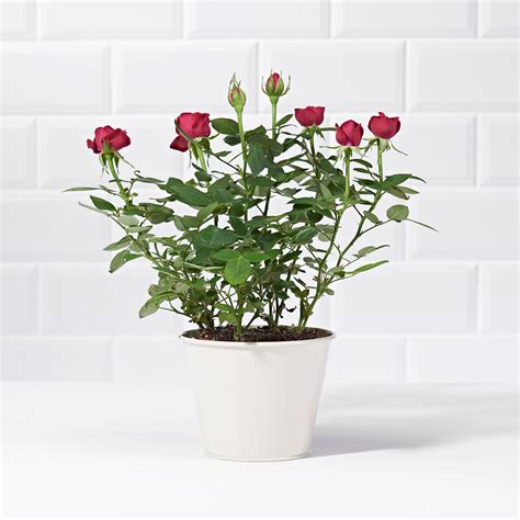 Red Potted Rose Plant Delivery Postabloom