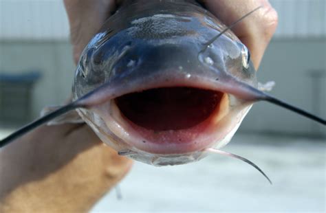 61 free images of catfish. 10 Farm Facts About Mississippi Catfish - Page 6 of 10 ...