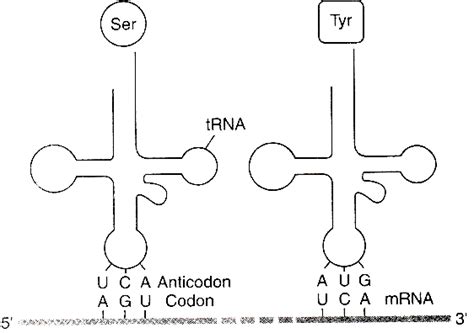 Draw A Clover Leat Structure Of Trna Showing The Followingi Tyrosine A