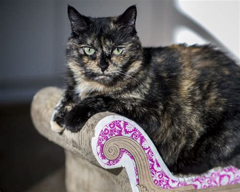 Tabby cats are beautiful, unique and come in many colors but did you know that. Study: Tortie cats' 'tude is not your imagination | The ...