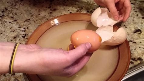 Extra Large Egg Laying Chickens Xxx Porn