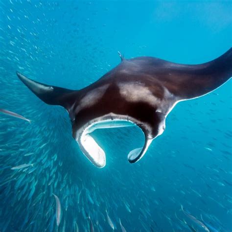 New Study Makes Big Splash In Manta Ray Conservation Nature And