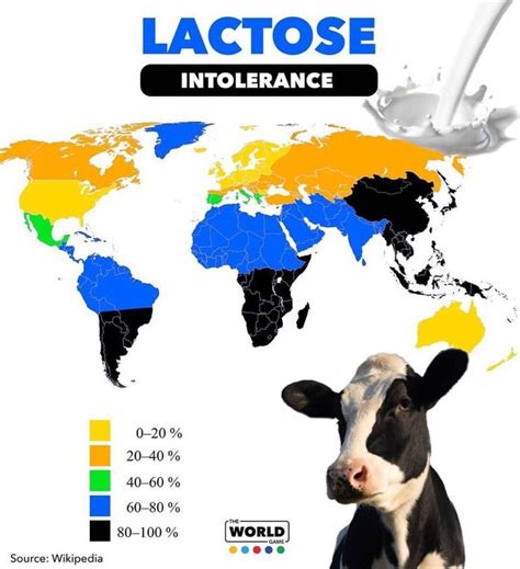 A Cow Standing In Front Of A World Map With The Words Lactose Intolerance