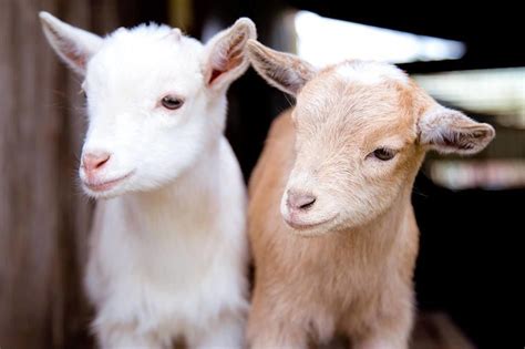 Baby Goats Are Coming To Reubens Brews This Week Seattle Met