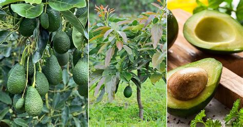 Is Avocado A Fruit Or Vegetable Balcony Garden Web