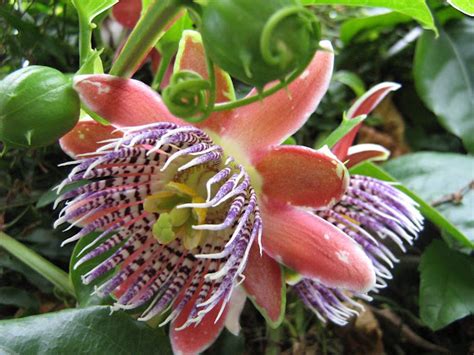 Winged Stem Passionflower Project Noah