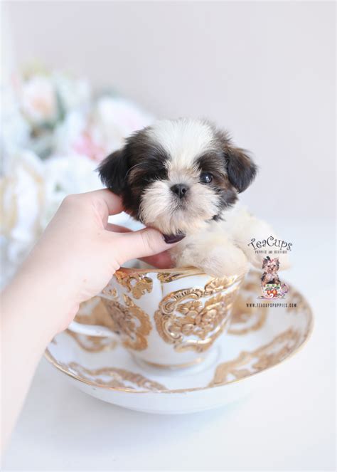 I will be up to date on puppy shots and deworming before going to my forever home, mom is gold and white and dad is black and white jack is the puppy for you! Yorkie Puppies For Sale South Florida | Teacups, Puppies ...